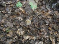 GBraunhaariger Tintling2